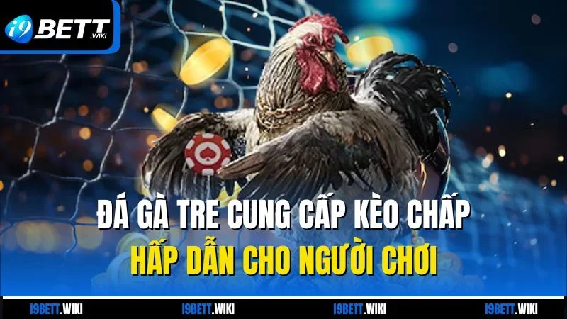 Đá gà tre cung cấp kèo chấp hấp dẫn cho người chơi
