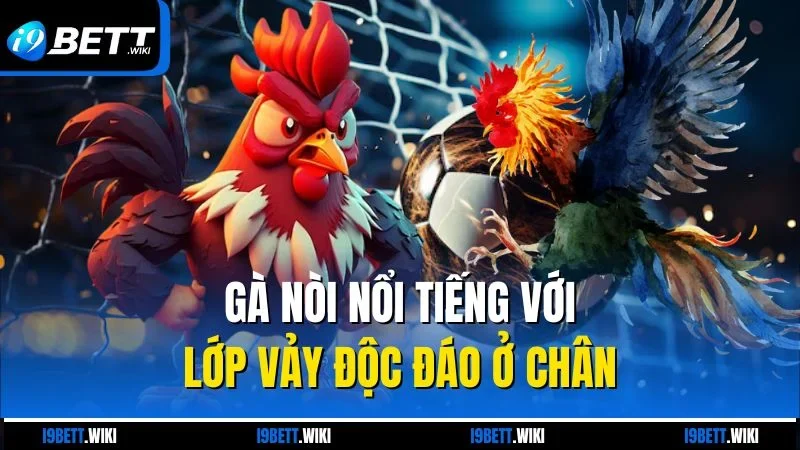 Gà nòi nổi tiếng với lớp vảy độc đáo ở chân