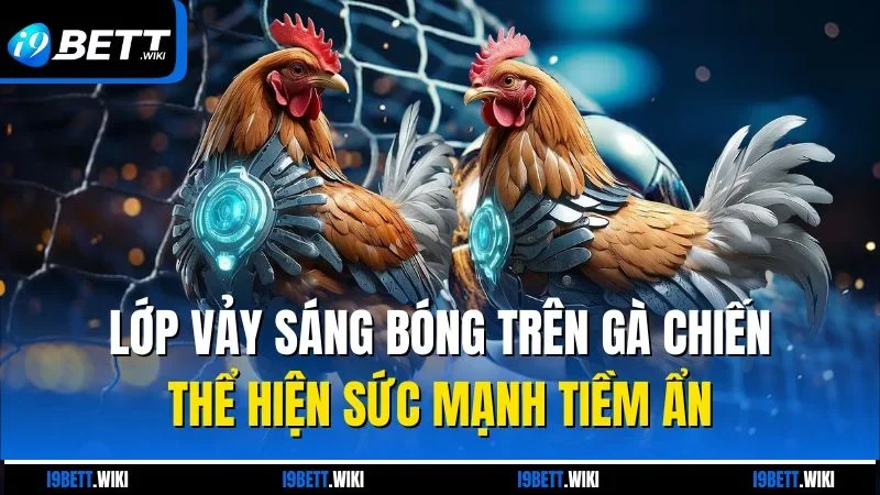 Lớp vảy sáng bóng trên gà chiến thể hiện sức mạnh tiềm ẩn