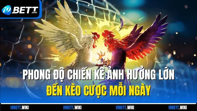 Phong độ chiến kê ảnh hưởng lớn đến kèo cược mỗi ngày