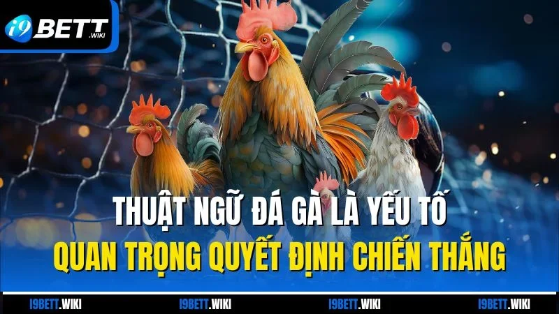 Thuật ngữ đá gà là yếu tố quan trọng quyết định chiến thắng